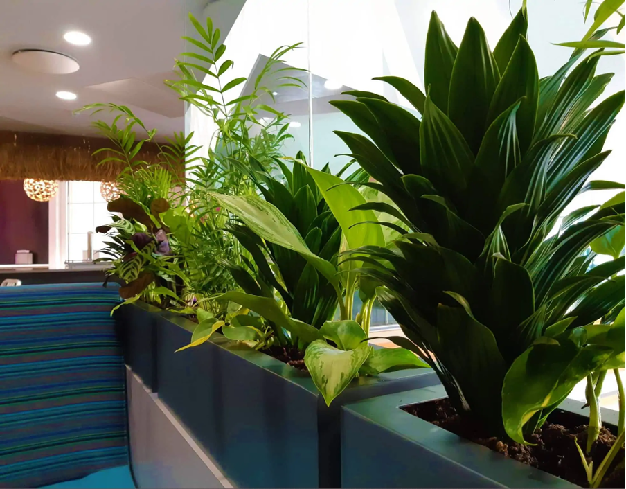 Plants in a biophilic office